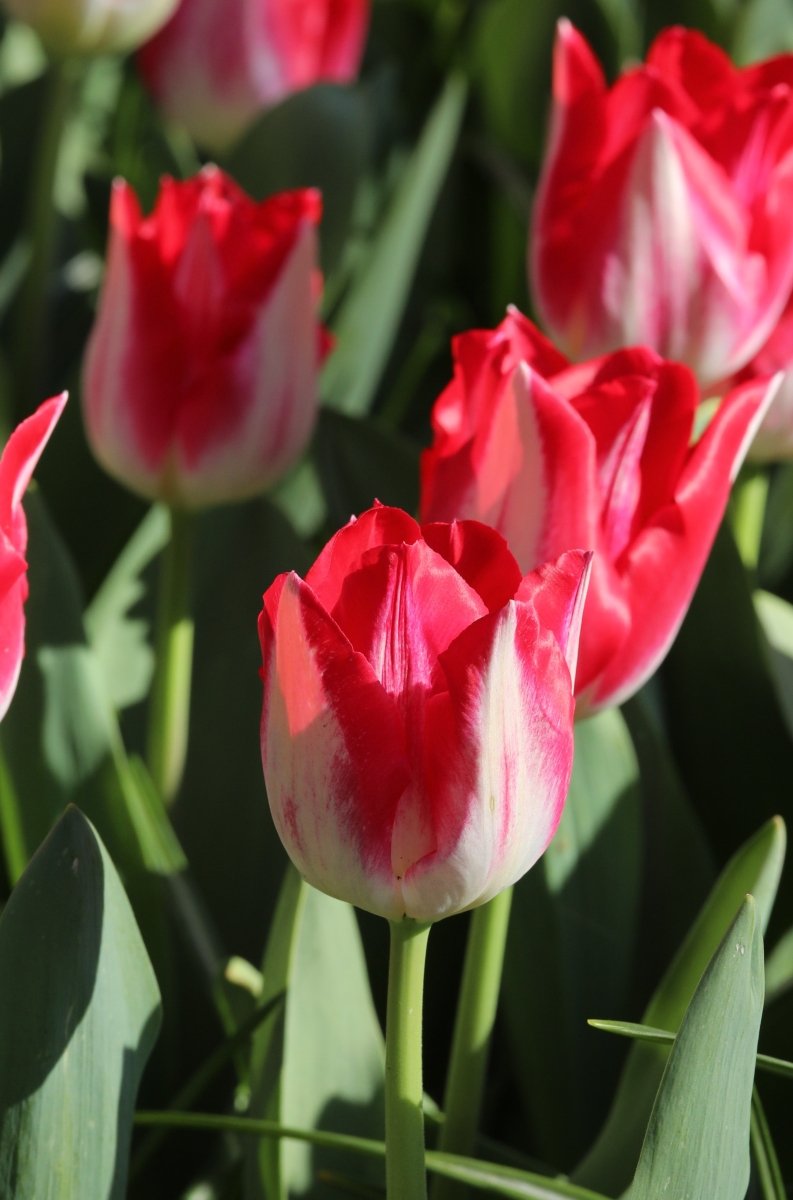 Tulip - Kissable