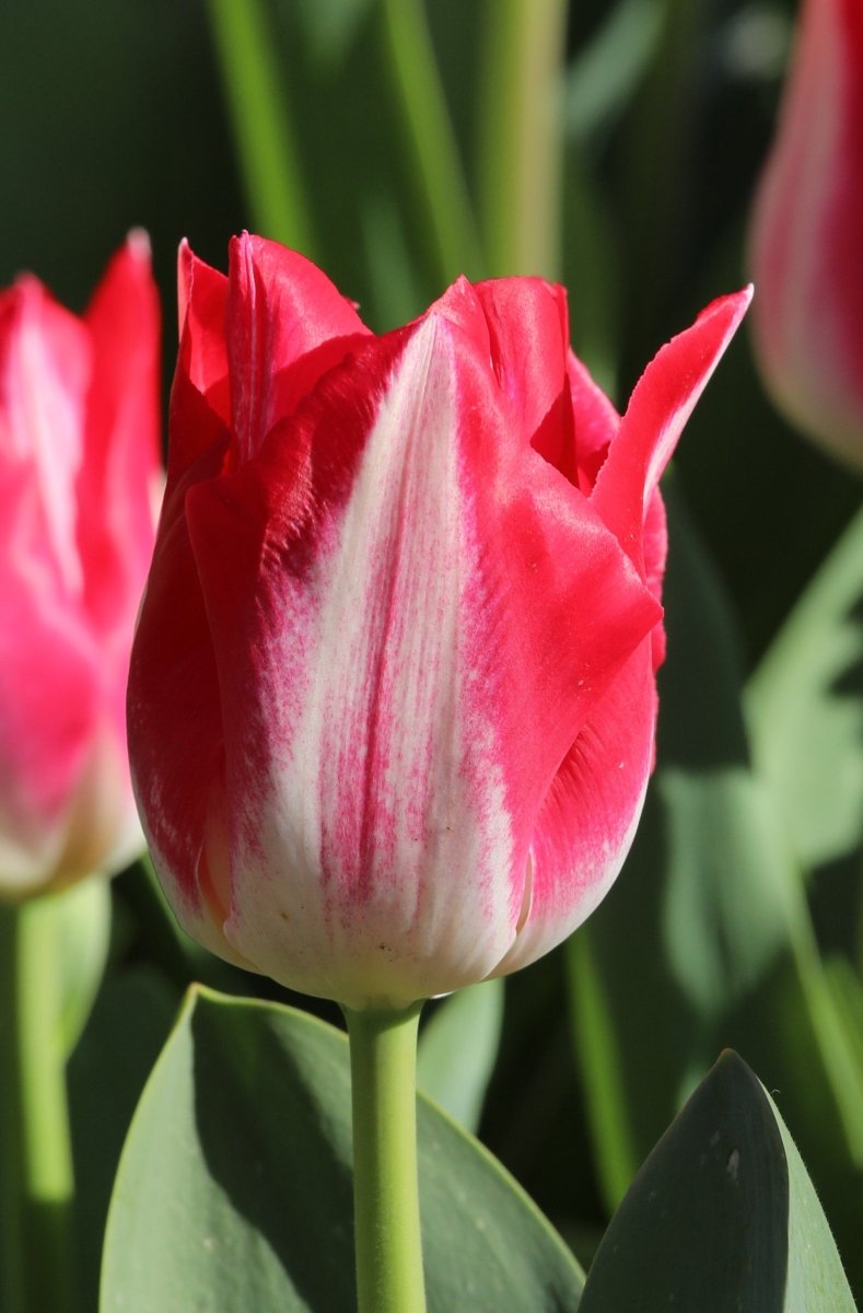 Tulip - Kissable