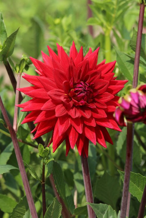 Dahlia - Witteman's Best