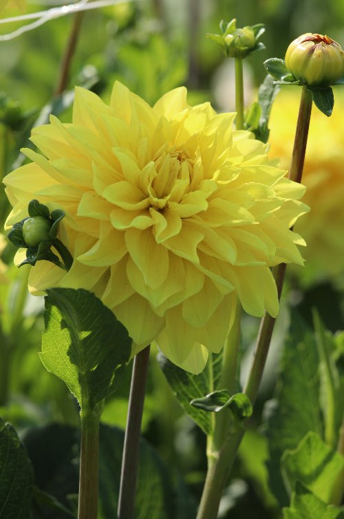 Dahlia - American Sun