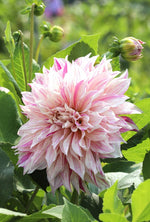 Dahlia - Cafe au Lait Twisted