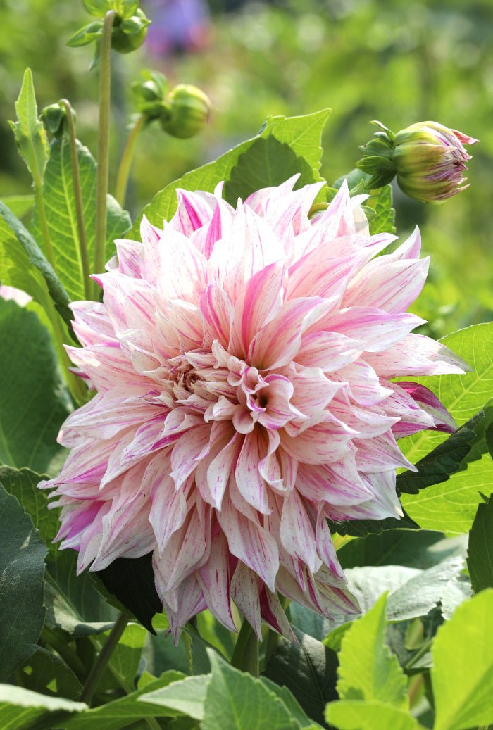 Dahlia - Cafe au Lait Twisted