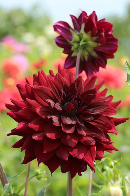 Dahlia - Rip City