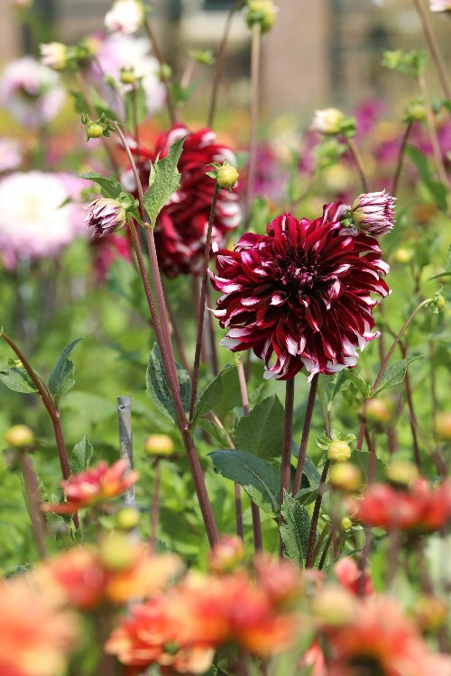 Dahlia - Tartan