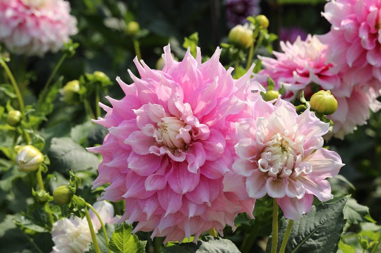 Dahlia - Gitt's Perfection