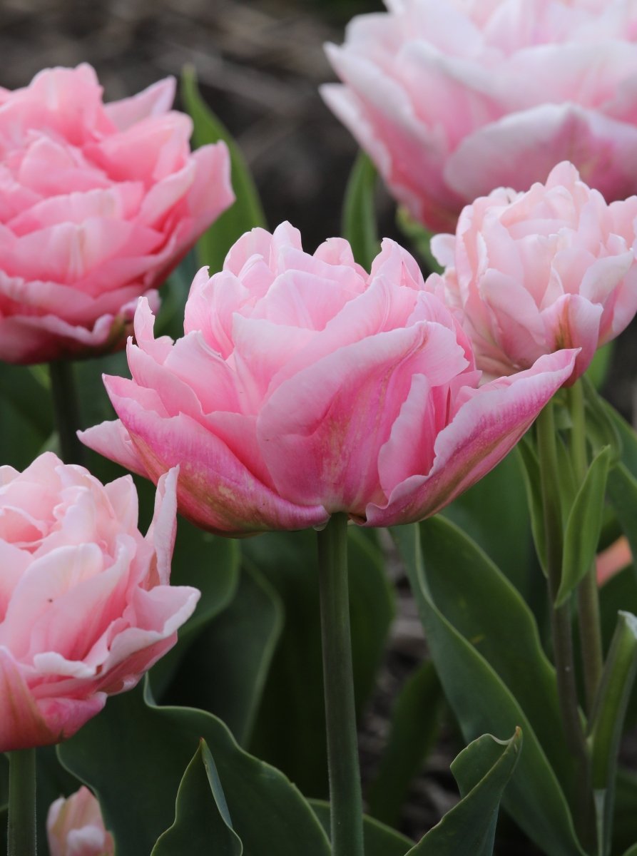 Tulip - Dreamer