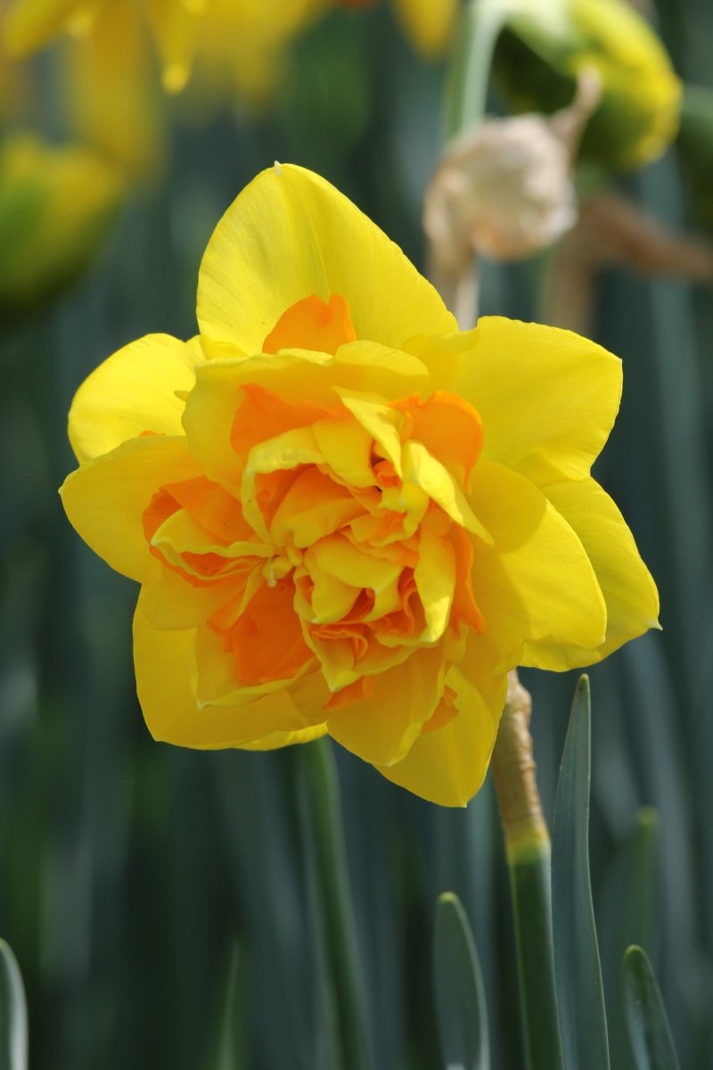 Daffodil - Le Torche