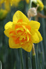 Daffodil - Le Torche