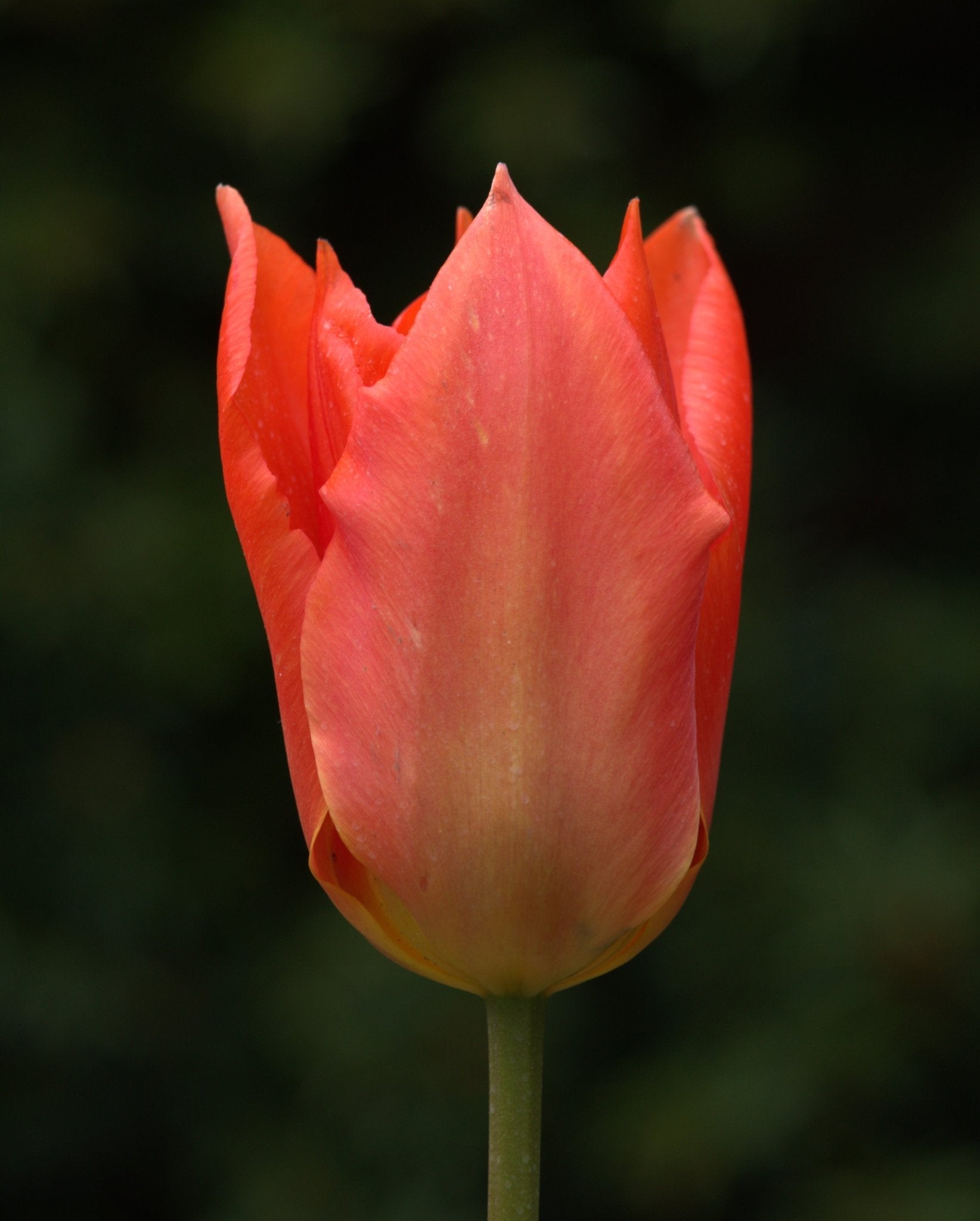 Tulip - Orange Brilliant