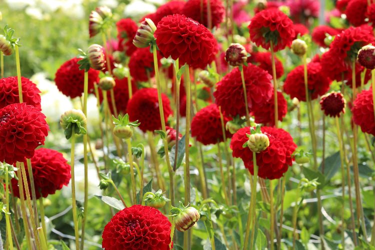 Dahlia - Nescio