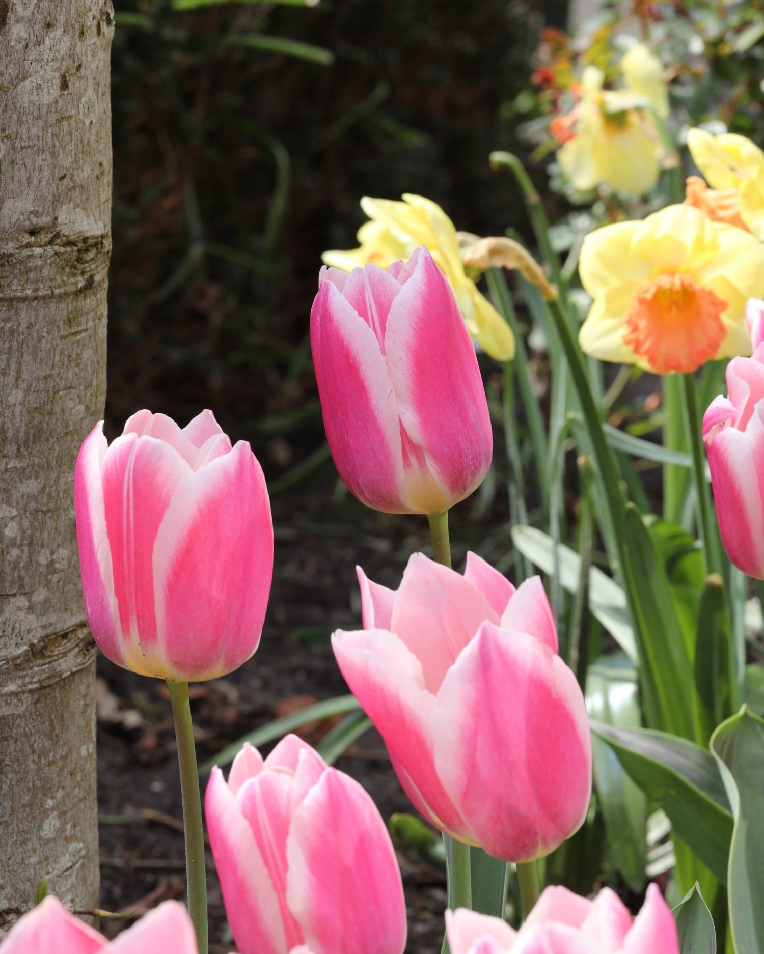 Tulip - Mandy's Choice