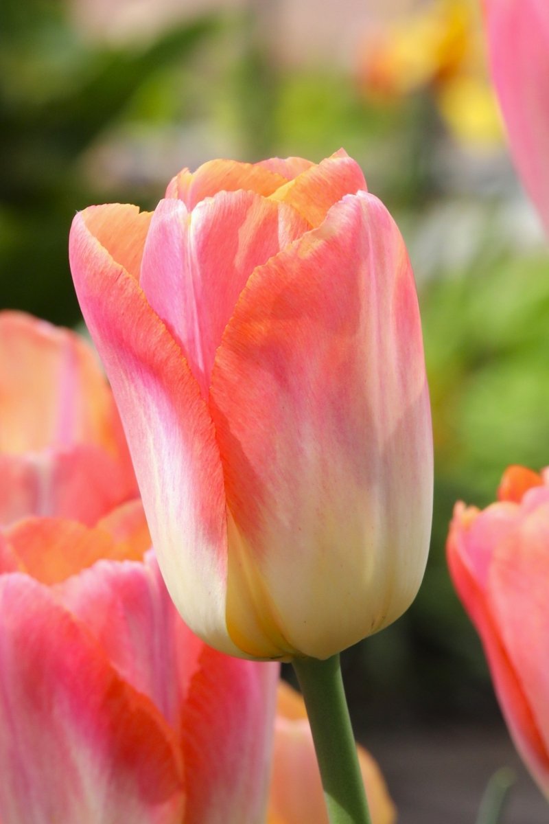 Tulip - Salmon Dynasty