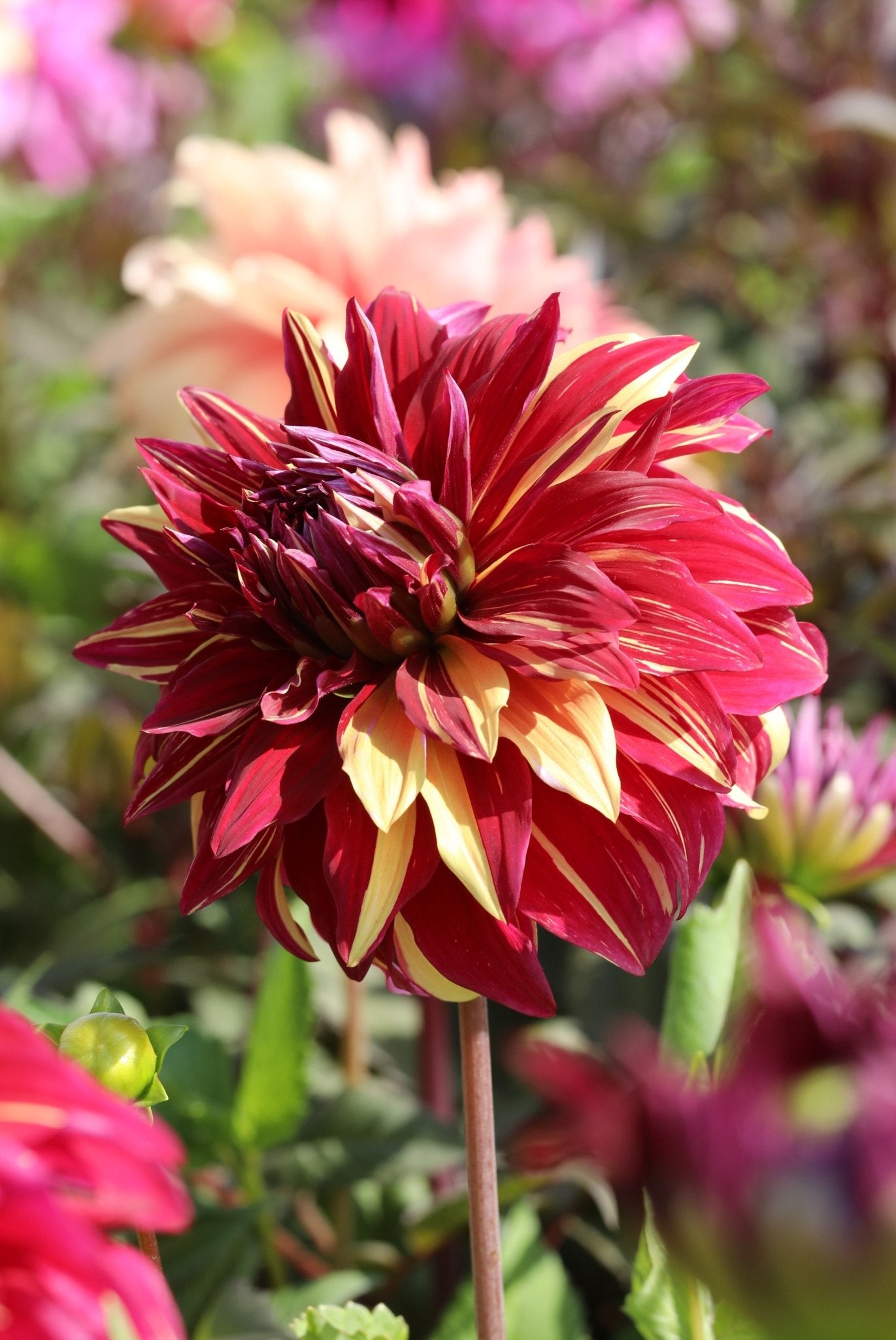 Dahlia - Bohemian Spartacus