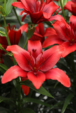 Lily - Glow of Fire