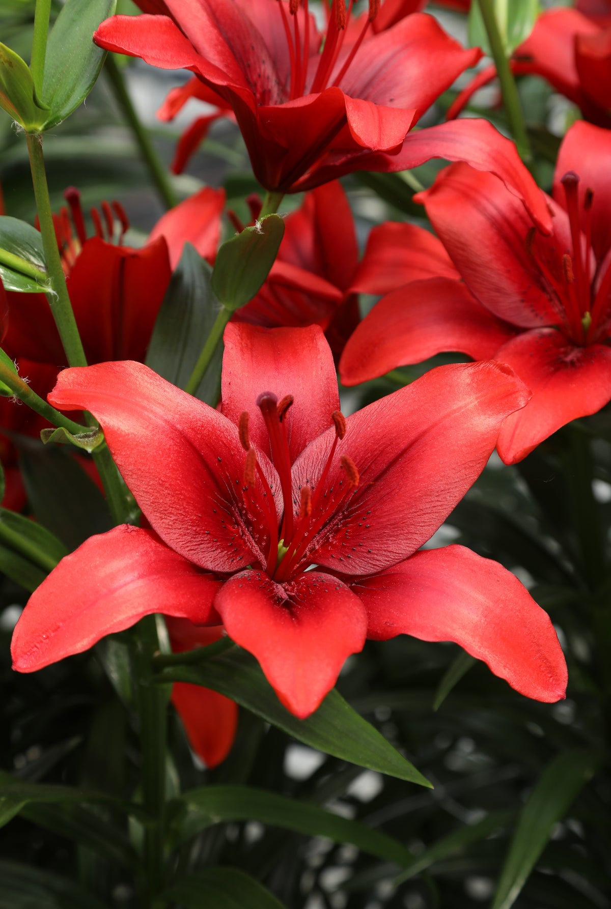 Lily - Glow of Fire