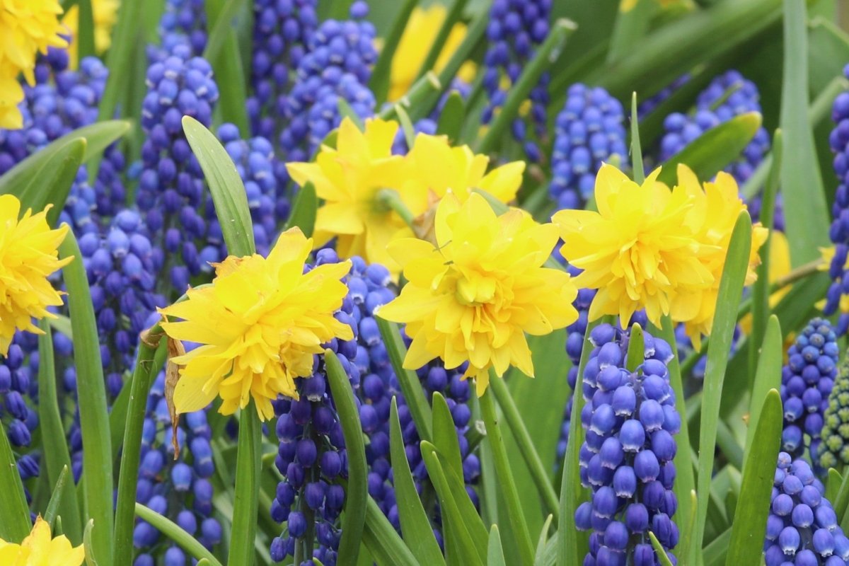 Daffodil - Tete Boucle