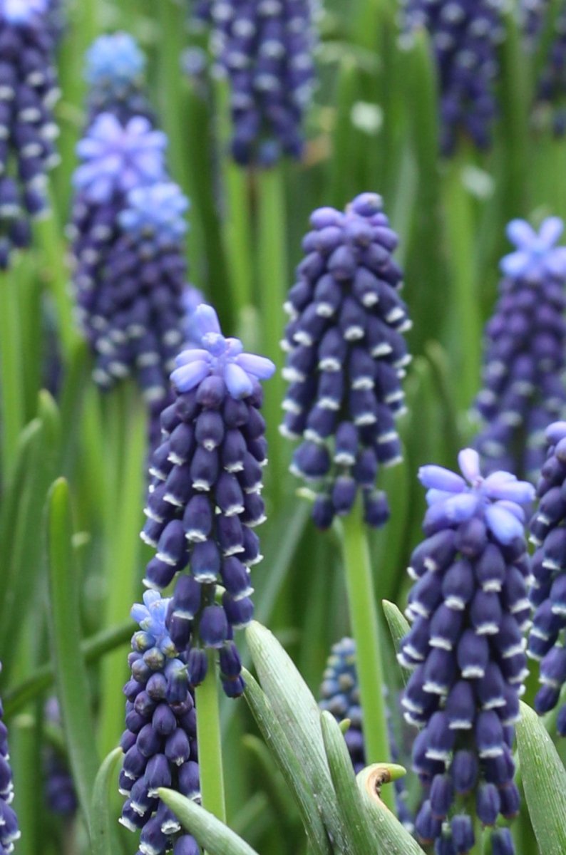 Grape Hyacinth - Dark Eyes