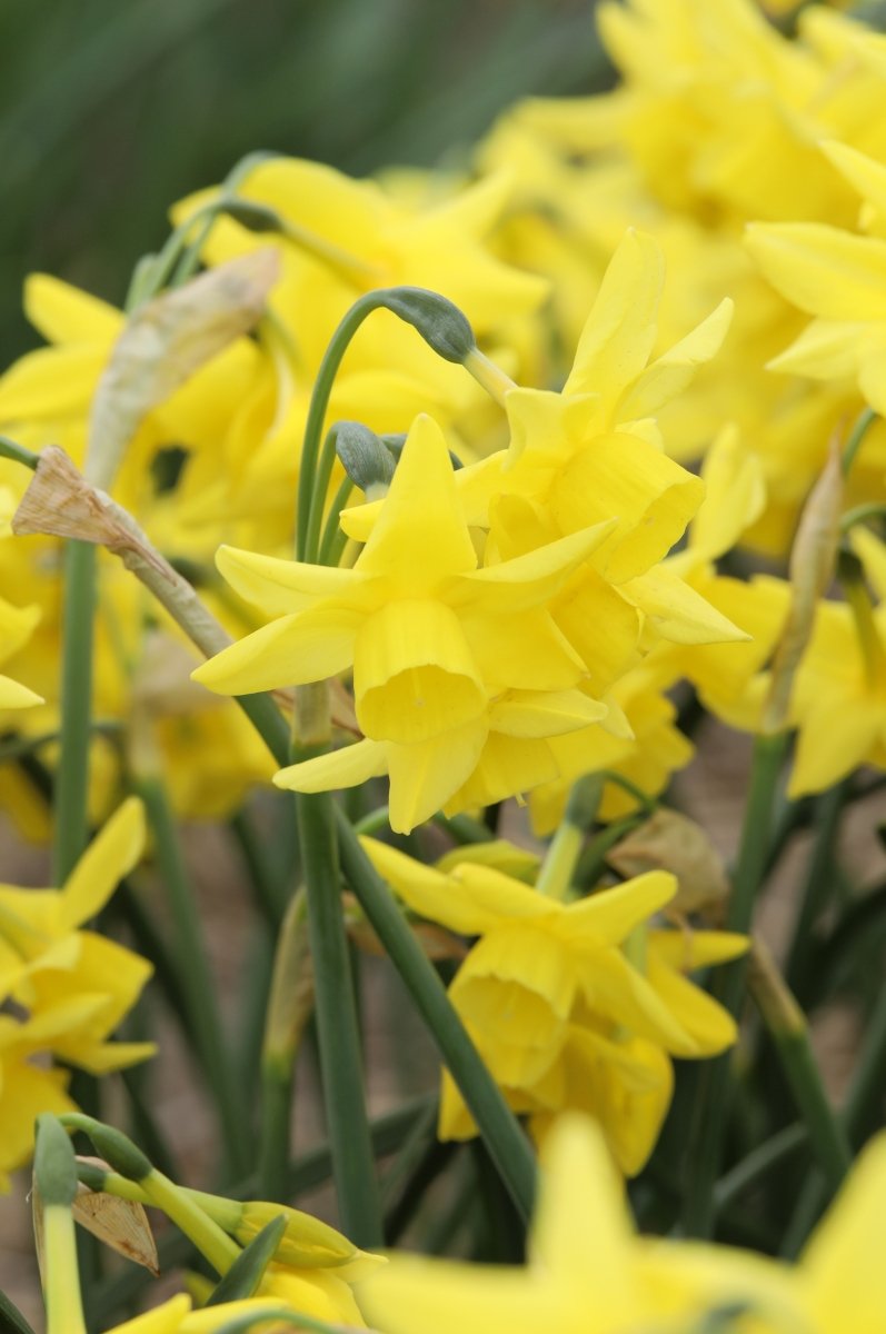 Daffodil - Yellow Ocean