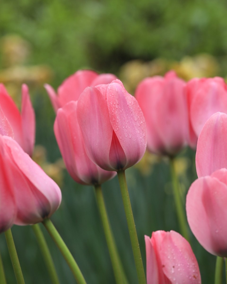 Tulip - Bella Blush