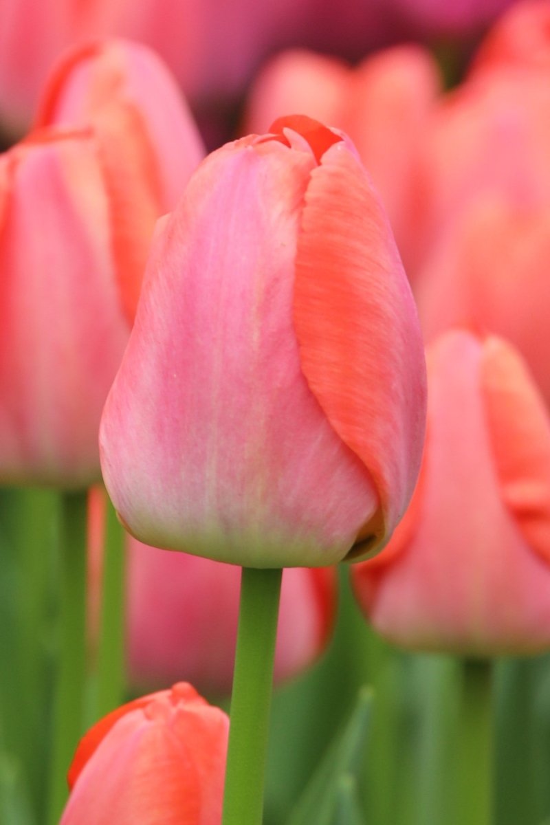 Tulip - Orange Pride