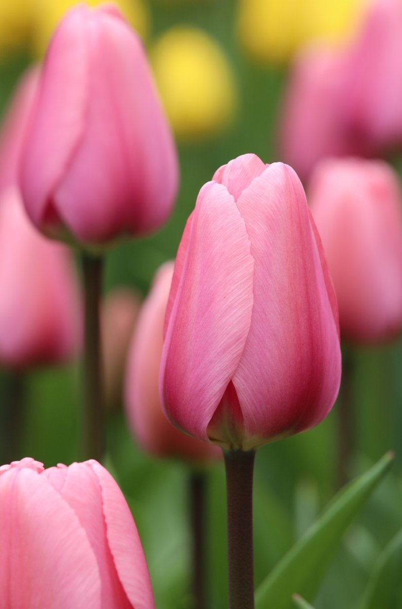 Tulip - Pink Pride