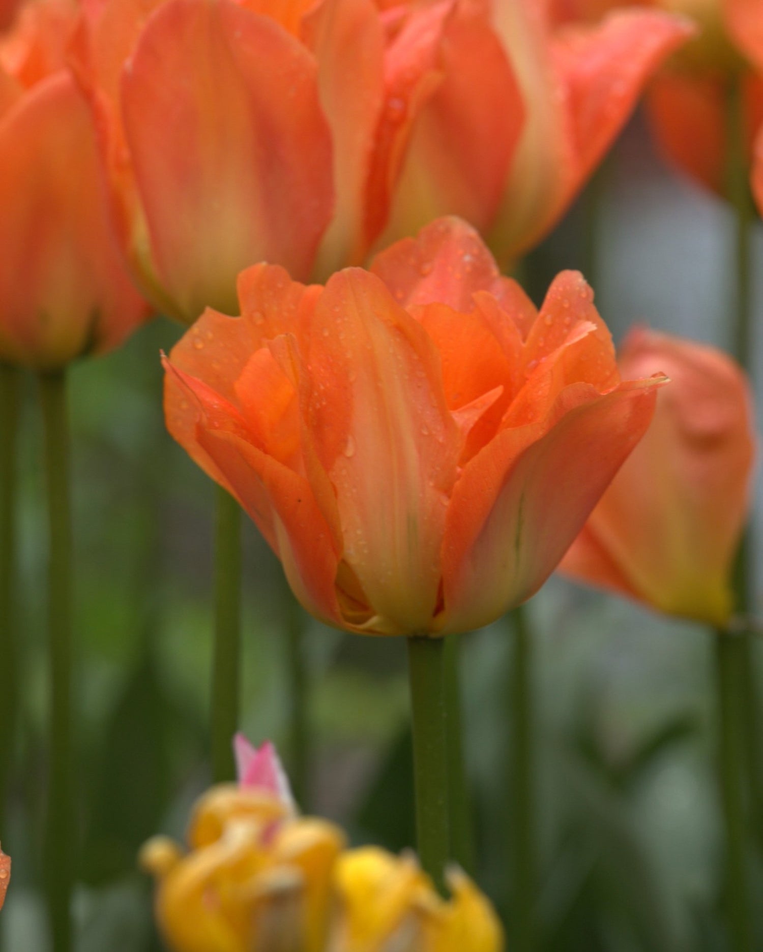 Tulip - Disneyland Paris
