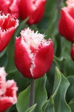 Tulip - New Santa