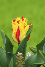 Tulip - Phantom