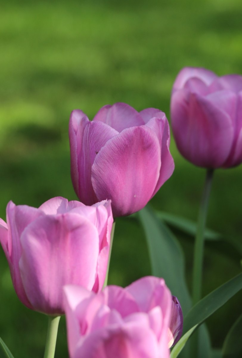 Tulip - Alibi