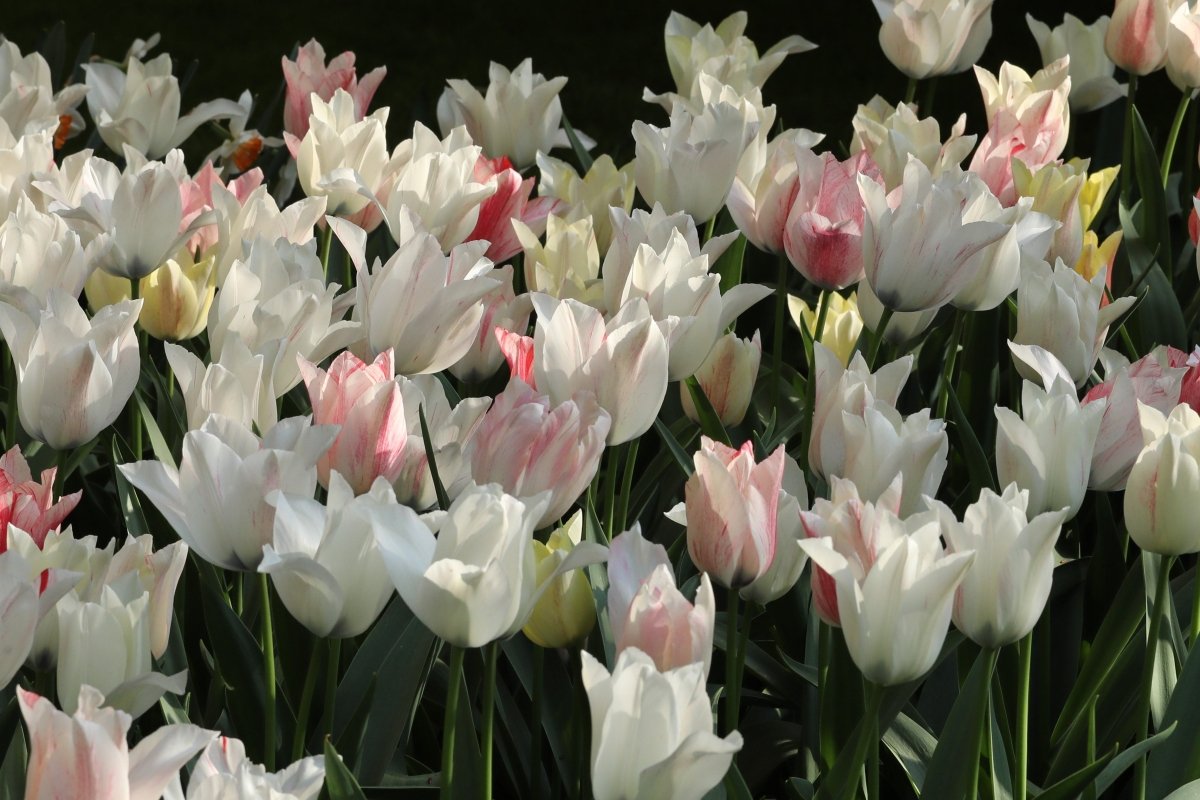 Tulip - Karate