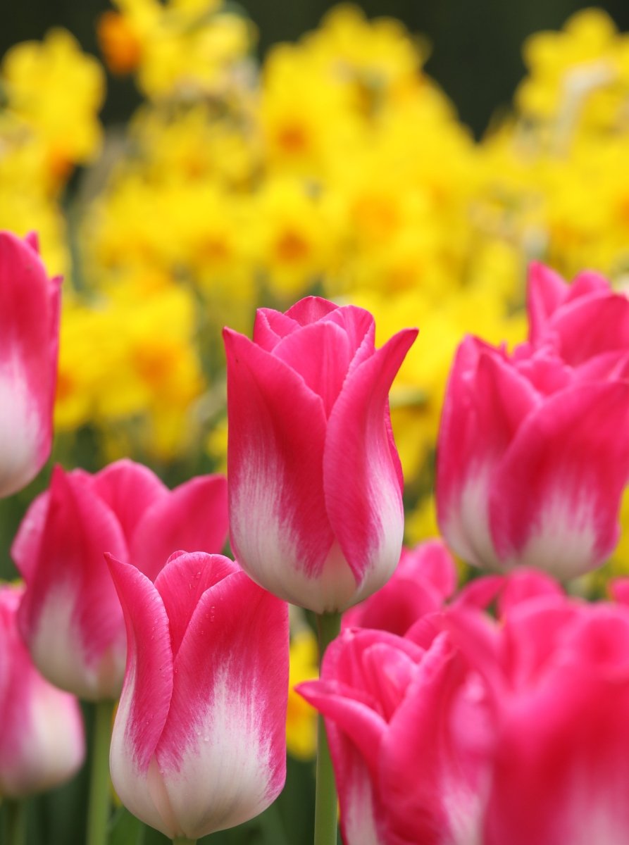 Tulip - Memphis