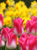 Tulip - Memphis