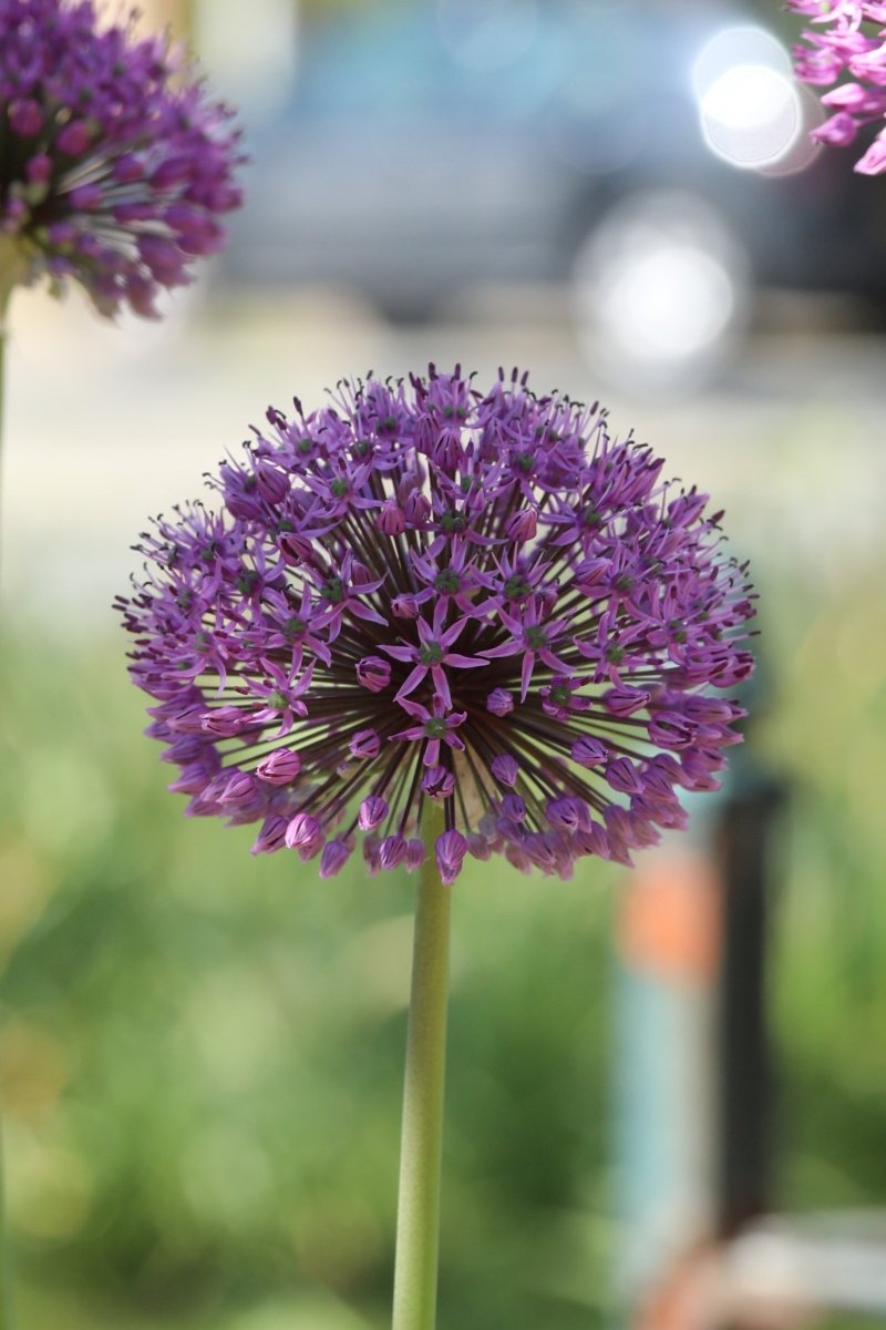 Allium - Summer Drummer