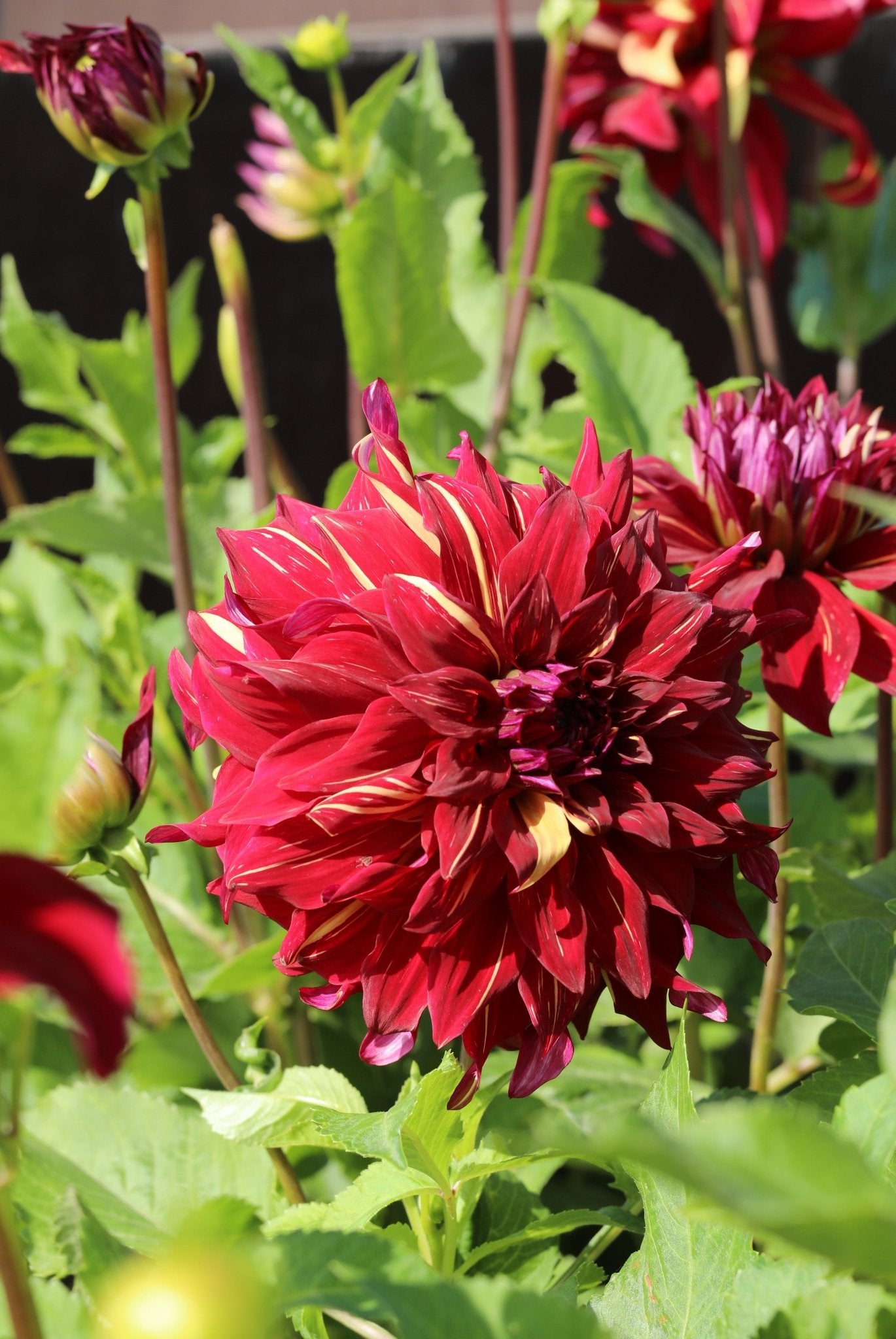 Dahlia - Bohemian Spartacus