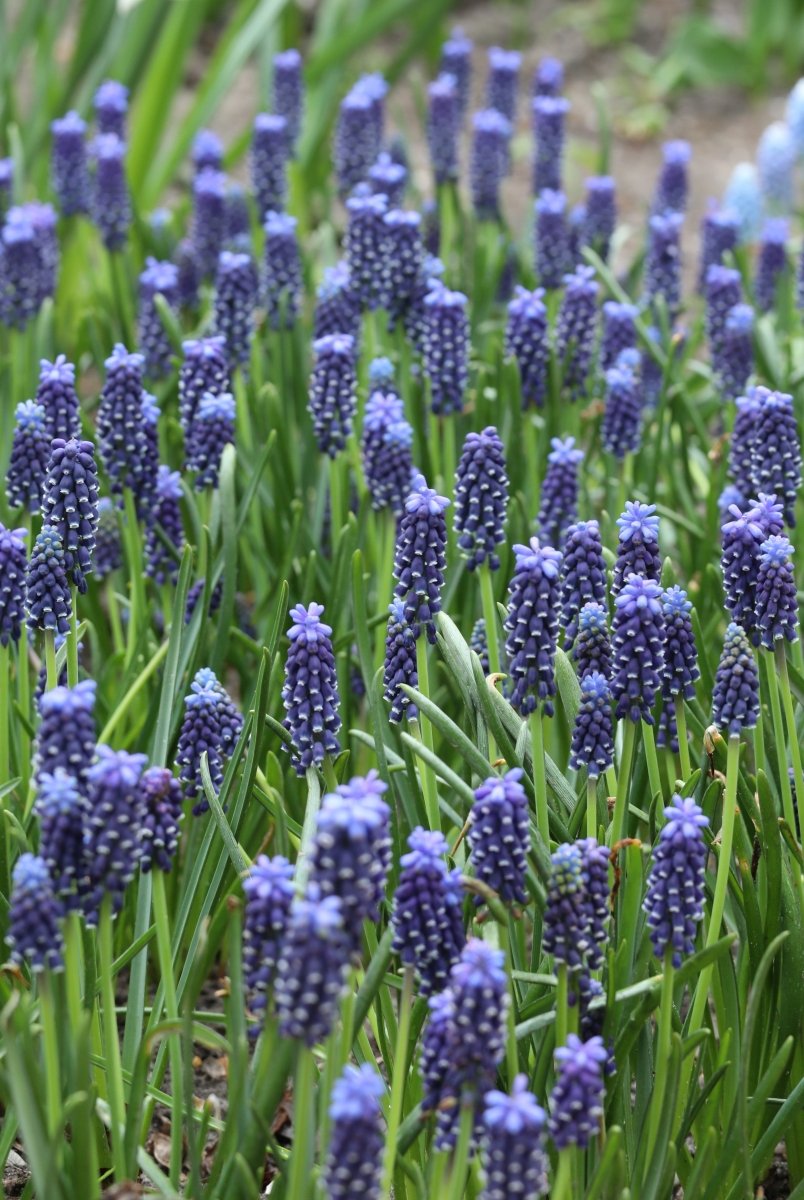Grape Hyacinth - Dark Eyes