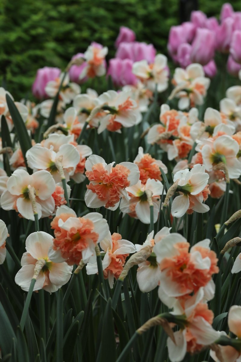 Daffodil Raspberry Raspberry Creme - Narcissus Bulbs | DutchFlowerBulbs – dutchflowerbulbs.com