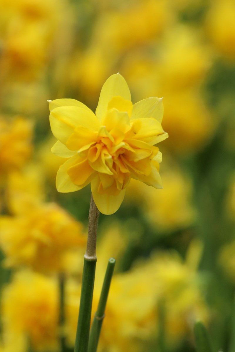 Daffodil - Tete Boucle