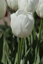Tulip - Hakuun
