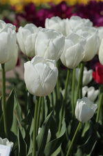 Tulip - Hakuun