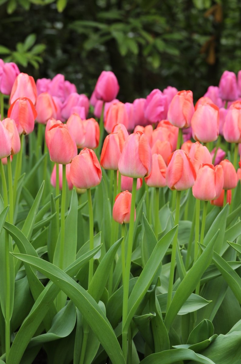 Tulip - Orange Pride
