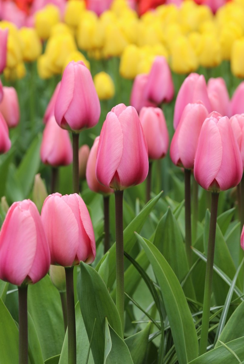 Tulip - Pink Pride