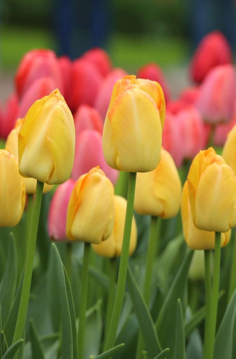 Tulip - Yellow Pride