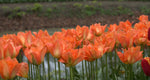 Tulip - Disneyland Paris