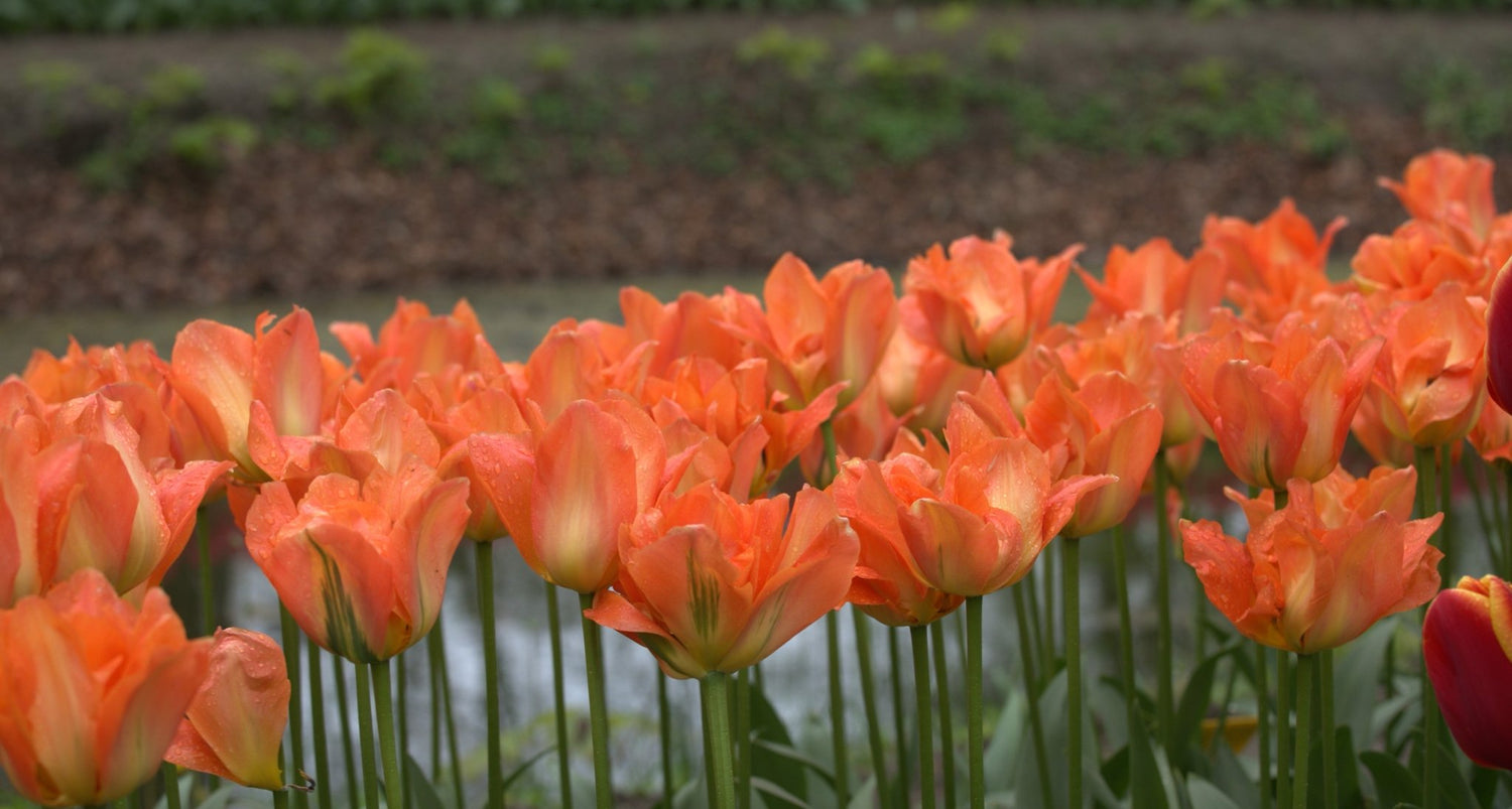 Tulip - Disneyland Paris