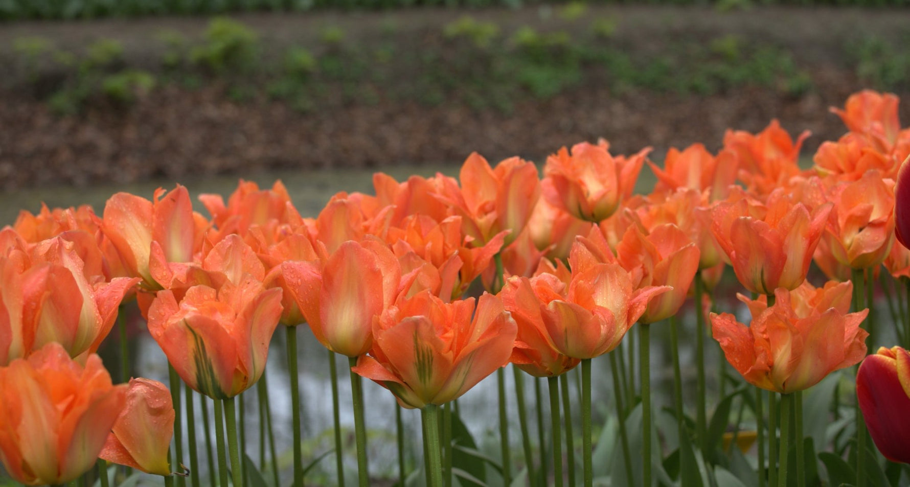 Tulip - Disneyland Paris
