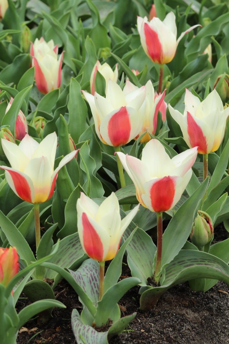 Tulip - The First
