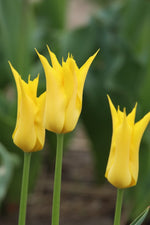 Tulip - Flashback