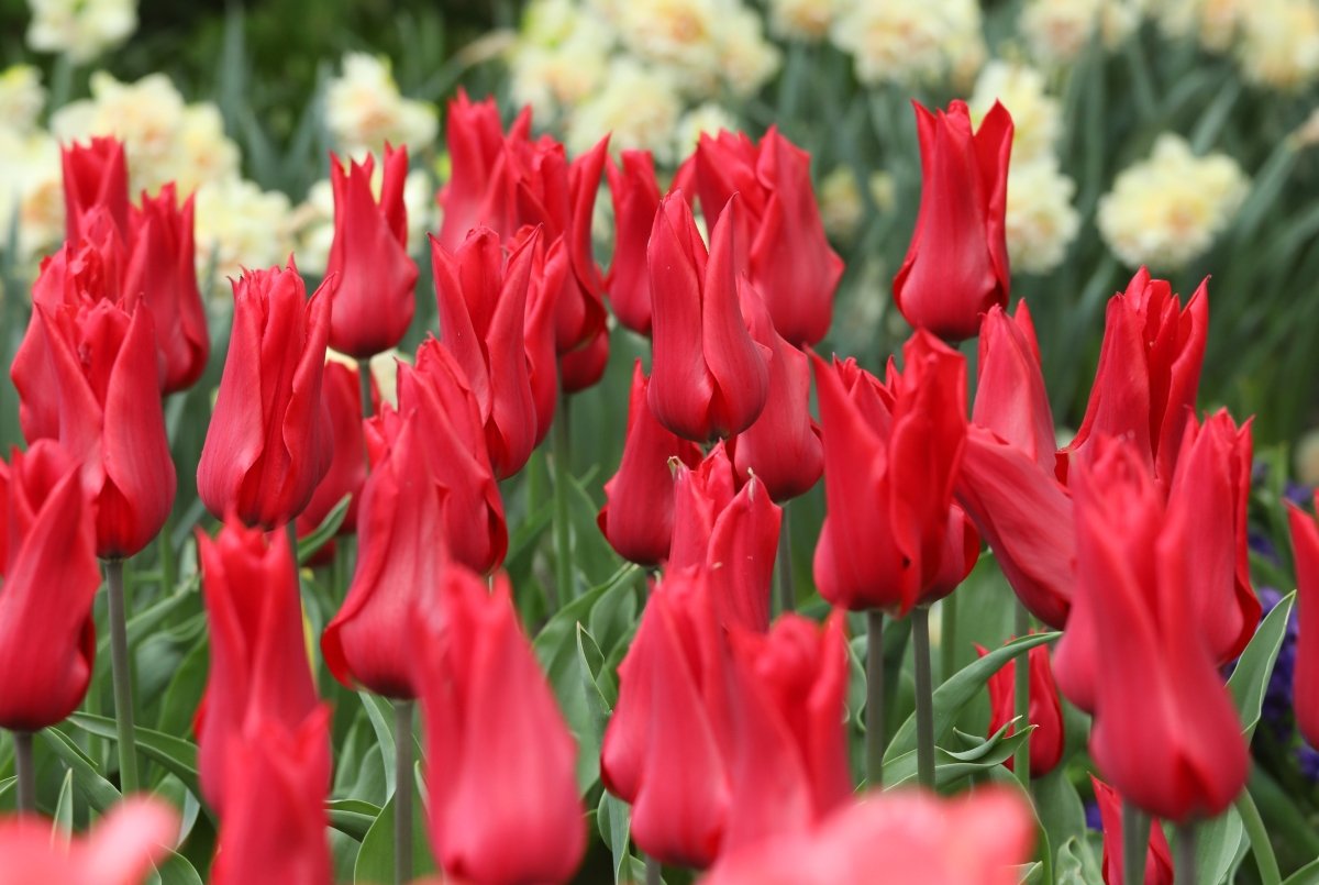 Tulip - Red Street