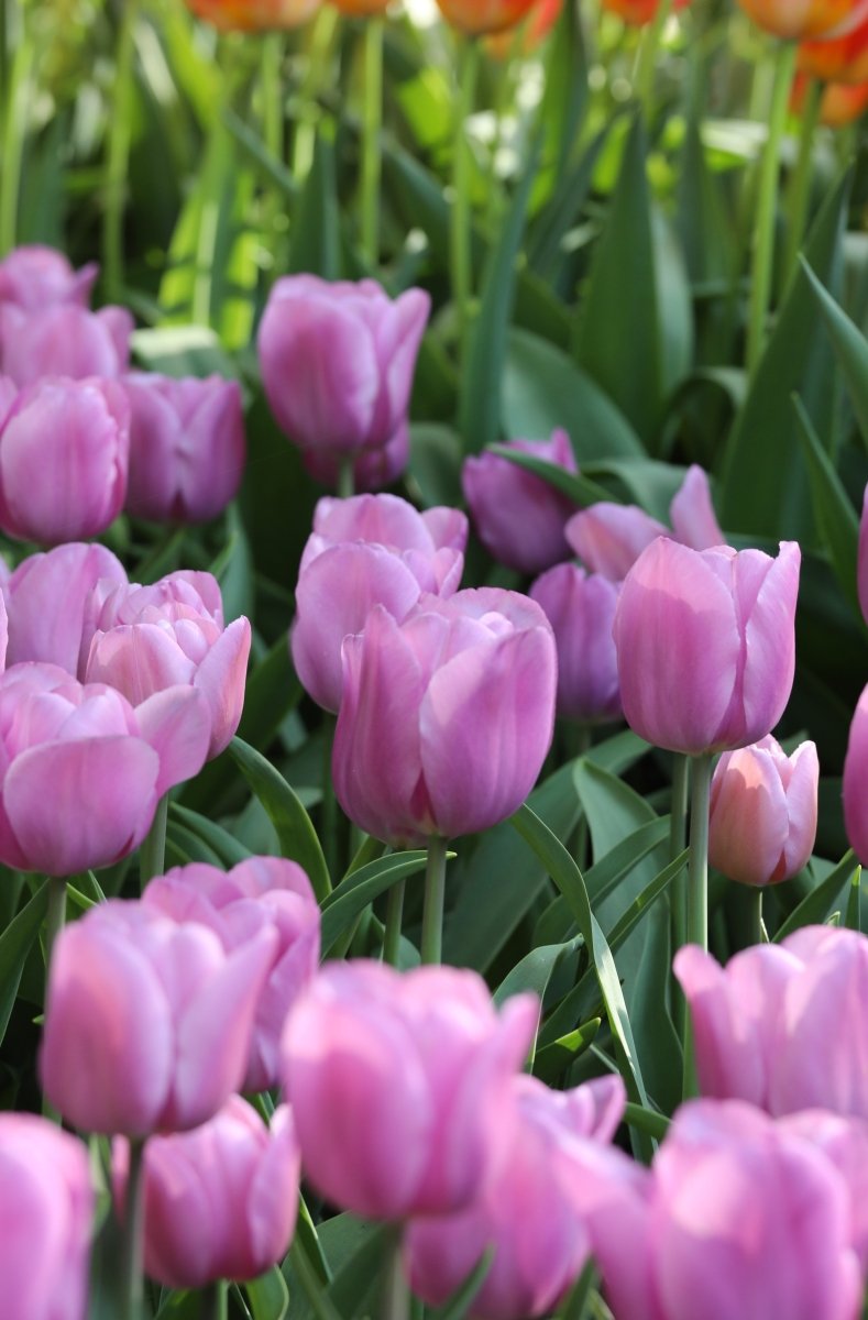 Tulip - Alibi