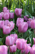 Tulip - Alibi